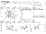 Klasa 6 - Pajęczaki - karta pracy