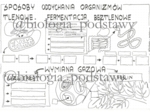 Klasa 5 - Sposoby oddychania organizmów - sketchnotka