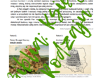 Matura: Biblia (Księga Rodzaju) *ZBIÓR ZADAŃ MATURALNYCH* – aktualne wymagania 2024/2025
