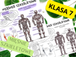 Biologia 7. Mięśnie szkieletowe- sketchnotka, notatka wizualna + wklejka do zeszytu