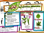 Klasa 5. Biologia. Liść-wytwórnia pokarmu (karta pracy kolorowa)