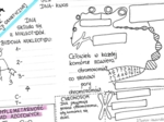 DNA - nośnik informacji genetycznej - karta pracy