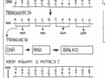 Genetyka klasa 8 - pakiet sketchnotek do każdej lekcji. 