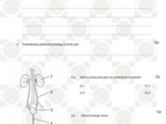 Sprawdzian układ wydalniczy klasa 7