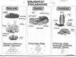 Składniki pokarmowe - białka, cukry, tłuszcze - szarość