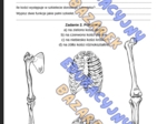 Szkielet człowieka, funkcje, rodzje kości, połączenia kości, biologia klasa7