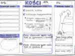 Kości - układ szkieletowy (kostny) - klasa 7 - kolor