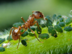 Ciekawostki o mrówkach
