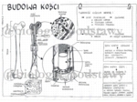 Klasa 7 - Budowa kości - sketchnotka