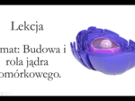 Liceum klasa 1 (podstawa) - Budowa i rola jądra komórkowego - prezentacja