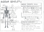 Klasa 7 - Budowa szkieletu - sketchnotka