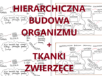 Hierarchiczna budowa organizmu + tkanki zwierzęce - wklejka