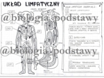 Klasa 7 - Układ limfatyczny - sketchnotka