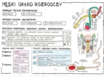 Męski układ rozrodczy - anatomia - klasa 7 - kolorowa sketchnotka
