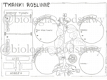 Klasa 5 - Tkanki roślinne - kp