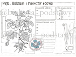 Klasa 5 - Pęd. Budowa i funkcje łodygi - KP