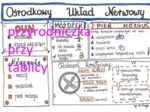 Klasa 7. Biologia. Ośrodkowy układ nerwowy