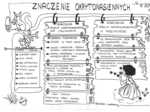 Okrytonasienne - klasa 5 - sketchnotka cz.3