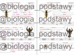 Klasa 6 - Cechy stawonogów - notatka w języku angielskim