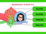 Wklejka - Budowa kwiatu