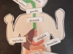 Budowa układu pokarmowego - układanka do zalaminowania. Przyroda 4 / Biologia 7. Trawienie i wchłanianie pokarmu.