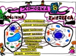 Klasa 5. Biologia. Komórka roślinna i zwierzęca (karta pracy kolorowa)
