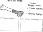 Budowa kości - karta pracy