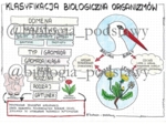Klasa 5 - Klasyfikacja organizmów - kolorowa sketchnotka