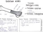 Budowa kości
