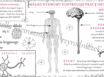 Sketchnotka „Układ nerwowy kontroluje pracę organizmu” w power point do edycji, PRZYRODA do klasy 4 – dział IV „Odkrywamy tajemnice ciała człowieka”