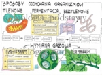 Klasa 5 - Sposoby oddychania organizmów - sketchnotka
