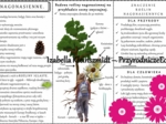 Sketchnotka/książeczka/notatka/wklejka/ściąga dla ucznia i przypomnienie dla nauczyciela/edukacja domowa. Temat „Nagonasienne”. Materiał w pdf. Biologia 5, dział „Różnorodność roślin”. Nowość 2024/2025.