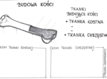 Budowa kości - karta pracy