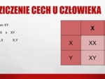 Dziedziczenie płci u człowieka