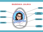 Wklejka - budowa jajka