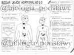 klasa 7 - Budowa układu hormonalnego - sketchnotka