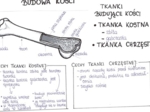 Budowa kości