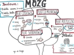 Klasa 7. Biologia. Mózg