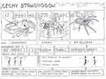 Klasa 6 - Cechy stawonogów - sketchnotka