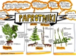 Klasa 5. Biologia. Paprotniki (karta pracy kolorowa)