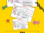 DNA – sketchnotka - wklejka | Biologia | klasa 8