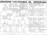 klasa 7 - Zaburzenia funkcjonowania układu hormonalnego - sketchnotka
