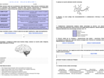 Układ nerwowy człowieka - sprawdzian/karta pracy