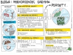 Klasa 5 - Grzyby i Porosty - budowa - kolorowa sketchnotka