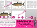 Pomysł na lekcję/karta pracy/stacje zadaniowe/ materiał do lekcji do tematu „Ryby-kręgowce środowisk wodnych – sekcja ryby” w pdf. W gratisie niekomercyjny scenariusz lekcji/pomysł na lekcję w programie genial.ly do edycji. Biologia 6. Dział „Kręgowce zm