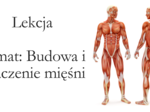 Klasa 7 - Budowa i rola mięśni - prezentacja