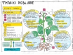Klasa 5 - Tkanki roślinne - kolorowa sketchnotka