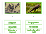 Frog life cycle- Cykl życia żaby