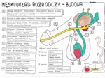 Męski układ rozrodczy - klasa 7 - kolorowa sketchnotka