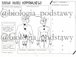 Klasa 7 - Budowa układu hormonalnego - kp